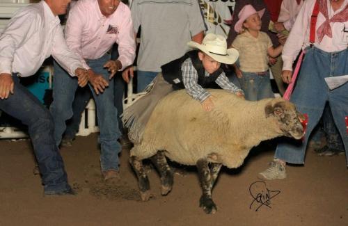 Mutton Bustin at Box Elder county fair Tremonton Utah Golden Spike Rodeo