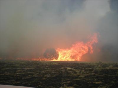 Image of a single tree on fire